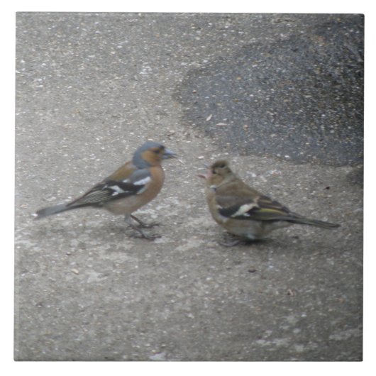 Chaffinch Feed Ik Tile Tegeltje (Voorkant)