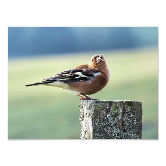 CHAFFINCH FOTO AFDRUK (Voorkant)