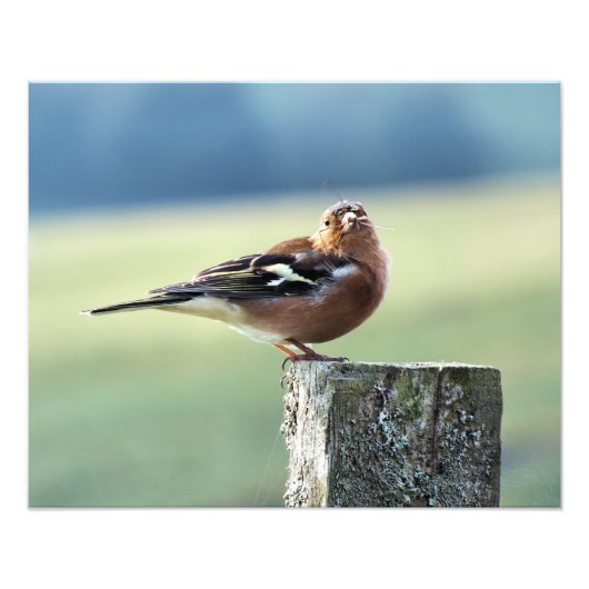 CHAFFINCH FOTO AFDRUK (Voorkant)