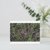 Chaffinch in de boom briefkaart (Staand voorkant)