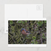 Chaffinch in de boom briefkaart (Voorkant / Achterkant)