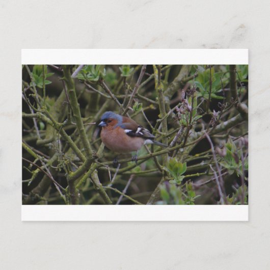Chaffinch in de boom briefkaart (Voorkant)