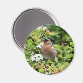 CHAFFINCH MAGNEET (Voorkant / Achterkant)