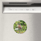 CHAFFINCH MAGNEET (Insitu (Vaatwasser))