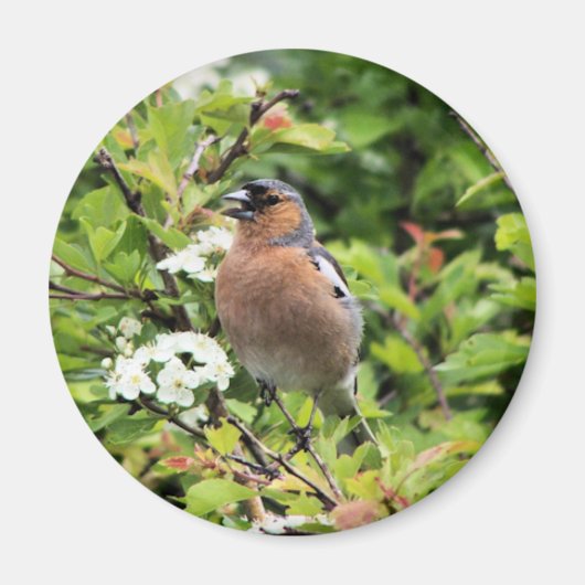 CHAFFINCH MAGNEET (Voorkant)