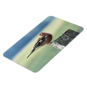 CHAFFINCH MAGNEET (Linkerzijde)