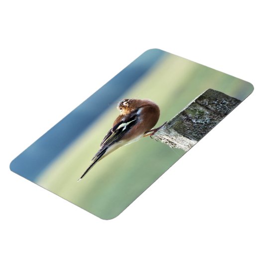 CHAFFINCH MAGNEET (Linkerzijde)