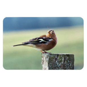 CHAFFINCH MAGNEET