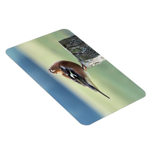 CHAFFINCH MAGNEET (Rechterzijde)