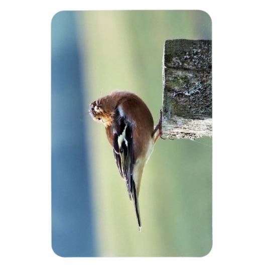 CHAFFINCH MAGNEET (Verticaal)