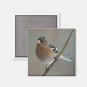 Chaffinch magneet (Voorkant / Achterkant)