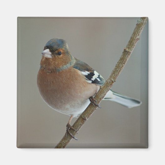 Chaffinch magneet (Voorkant)