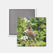 CHAFFINCH MAGNEET (Voorkant / Achterkant)
