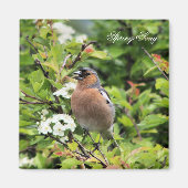 CHAFFINCH MAGNEET (Voorkant)