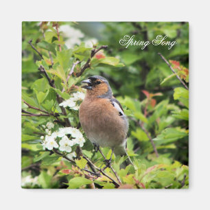 CHAFFINCH MAGNEET