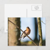 Chaffinch op tak briefkaart (Voorkant / Achterkant)
