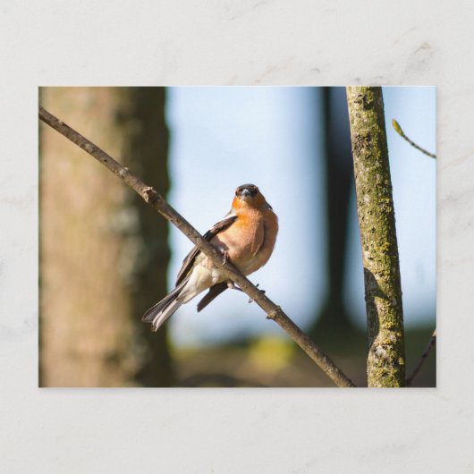 Chaffinch op tak briefkaart (Voorkant)