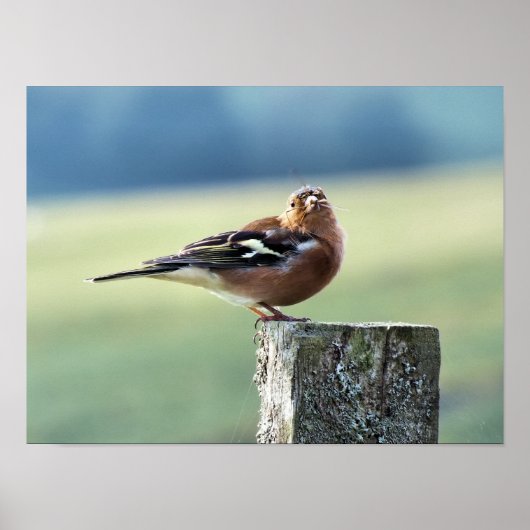CHAFFINCH POSTER (Voorkant)