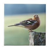 CHAFFINCH TEGELTJE (Voorkant)