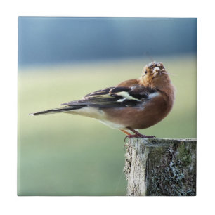 CHAFFINCH TEGELTJE