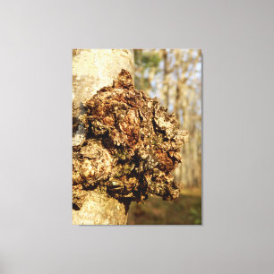 Chaga Mushroom Canvas Print
