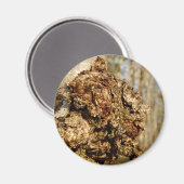 Chaga Mushroom Magnet (Voorkant / Achterkant)