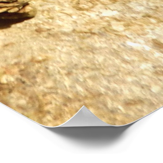 Chaga paddenstoel Poster (Hoek)