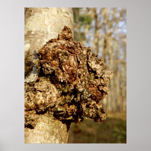 Chaga paddenstoel Poster (Voorkant)