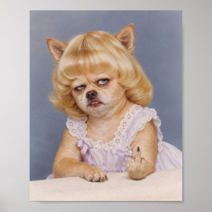 Chagrijnige Chihuahua schoolportret met middelving Poster