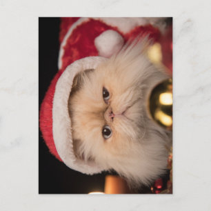 Chagrijnige Katten Santa Briefkaart