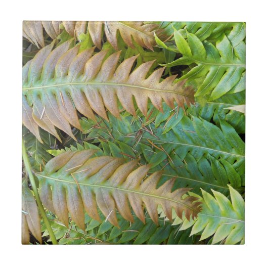 Chain Fern Fronds Floral Tegeltje (Voorkant)