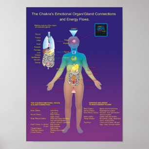 Chakra Organ / Gland and Energy Flow Poster