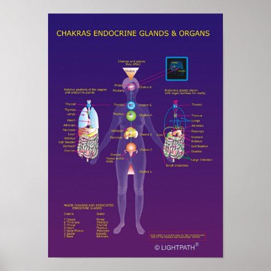 Chakras Endocriene klieren en organen Poster (Voorkant)