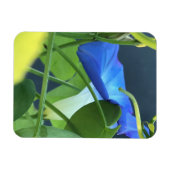 Chalice-of-Blue Morning Glory Magneet (Horizontaal)