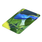 Chalice-of-Blue Morning Glory Magneet (Linkerzijde)