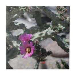 Challa Cactus in bloei Tegeltje