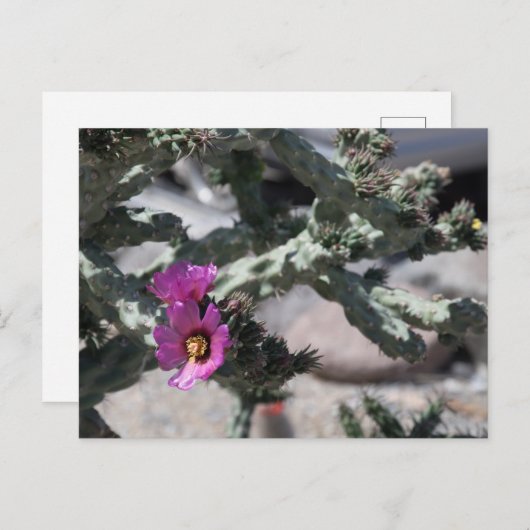 Challa Cactus in bloom Feestdagenkaart (Voorkant / Achterkant)