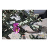 Challa Cactus in bloom Foto Afdruk (Voorkant)