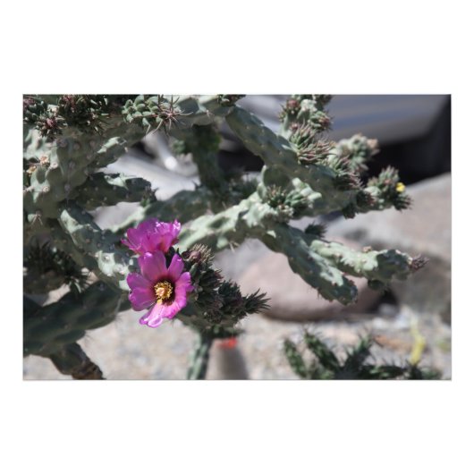 Challa Cactus in bloom Foto Afdruk (Voorkant)