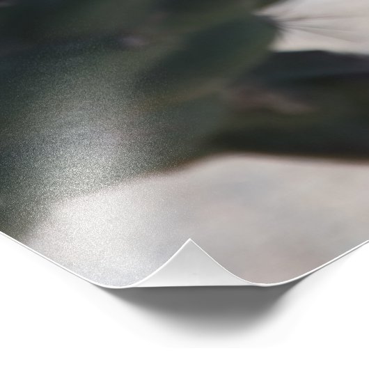 Challa Cactus in bloom Foto Afdruk (Hoek)