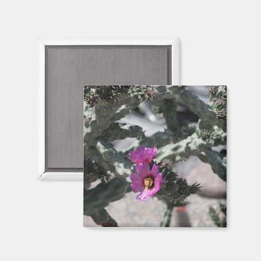 Challa Cactus in bloom Magneet (Voorkant / Achterkant)