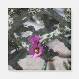 Challa Cactus in bloom Magneet