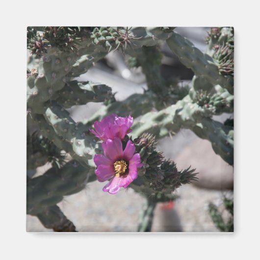 Challa Cactus in bloom Magneet (Voorkant)