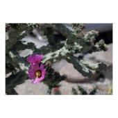 Challa Cactus in bloom Perfect Poster (Voorkant)