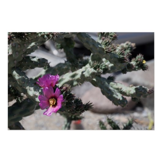 Challa Cactus in bloom Perfect Poster (Voorkant)