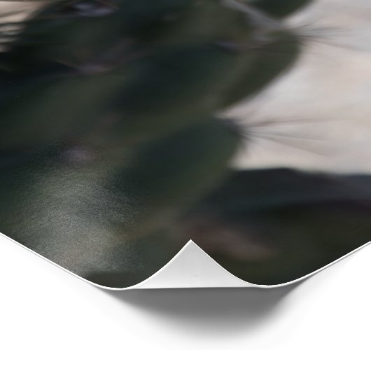 Challa Cactus in bloom Perfect Poster (Hoek)