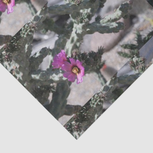 Challa Cactus in bloom Tissuepapier (Detail)