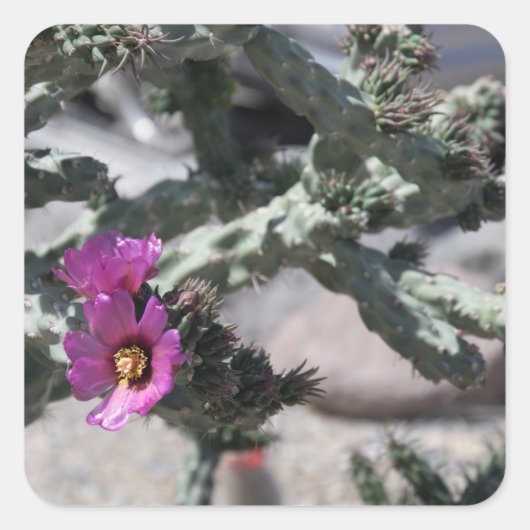Challa Cactus in bloom Vierkante Sticker (Voorkant)