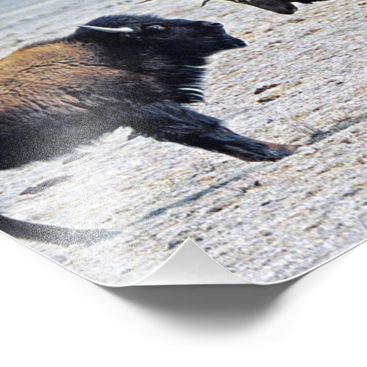 Challenge Elk vs. Buffalo 8x10 Foto Afdruk (Hoek)