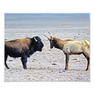 Challenge Elk vs. Buffalo 8x10 Foto Afdruk